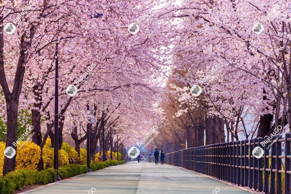 Seoul] Yeouido Cherry Blossom Festival 