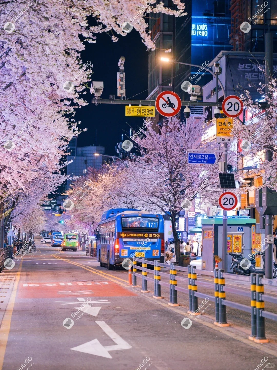 首尔樱花季打卡