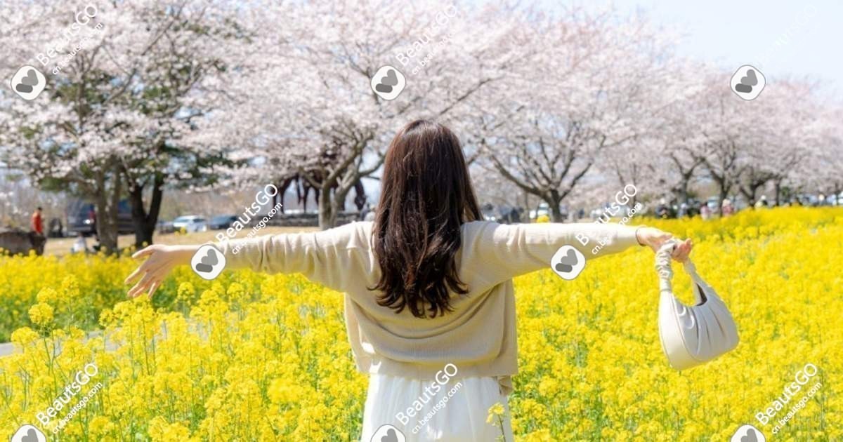 济州岛油菜花田 济州岛油菜花田
