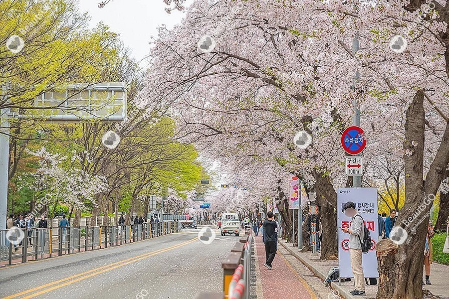 首爾櫻花旅行｜用 BeautsGO 預約皮膚科，0 語言障礙變美全攻略