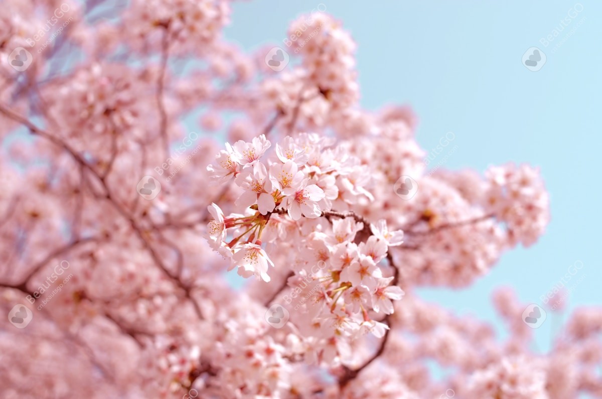 韓国の清明節における桜鑑賞ガイド｜ソウルで桜を最も美しく楽しむための時期とおすすめのスポット一覧